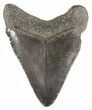 Juvenile Megalodon Tooth - South Carolina #52969-1